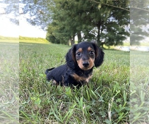 Dachshund Puppy for sale in LOOGOOTEE, IN, USA