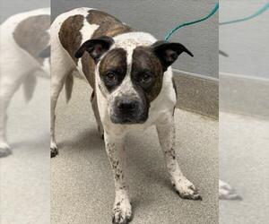 Mutt Dogs for adoption in Las Vegas, NV, USA