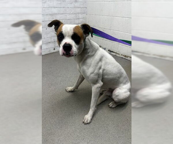 Medium Photo #1 Boxer-Unknown Mix Puppy For Sale in San Bernardino, CA, USA