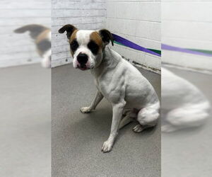 Boxer-Unknown Mix Dogs for adoption in San Bernardino, CA, USA