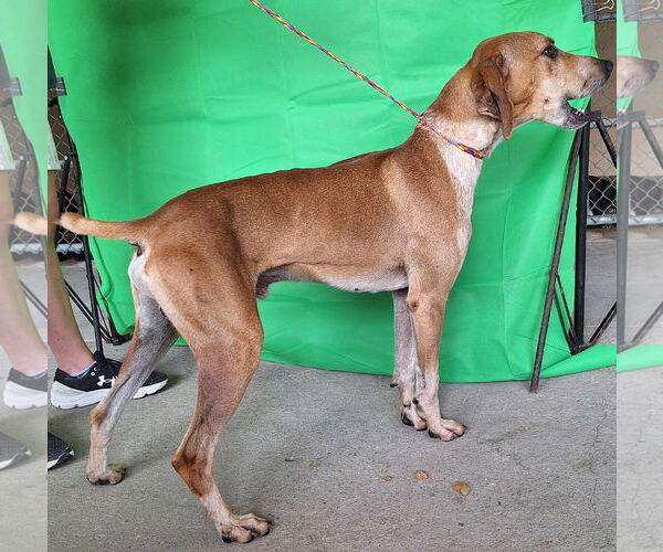 Medium Photo #3 Unknown-Vizsla Mix Puppy For Sale in Wetumpka, AL, USA