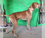 Small #2 Vizsla Mix