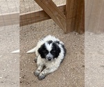 Small Great Pyrenees