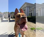 Small #1 American Pit Bull Terrier Mix