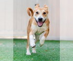 Small #3 Labrador Retriever Mix