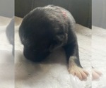 Small #7 F2 Aussiedoodle