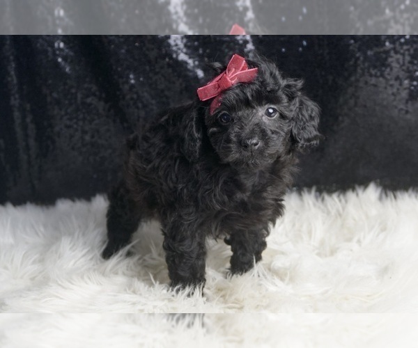 Medium Photo #4 Poodle (Toy) Puppy For Sale in WARSAW, IN, USA
