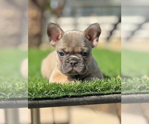 Medium Photo #16 French Bulldog Puppy For Sale in CARLSBAD, CA, USA