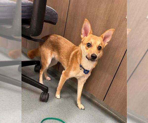 Medium Photo #1 Chihuahua-Unknown Mix Puppy For Sale in Baytown, TX, USA