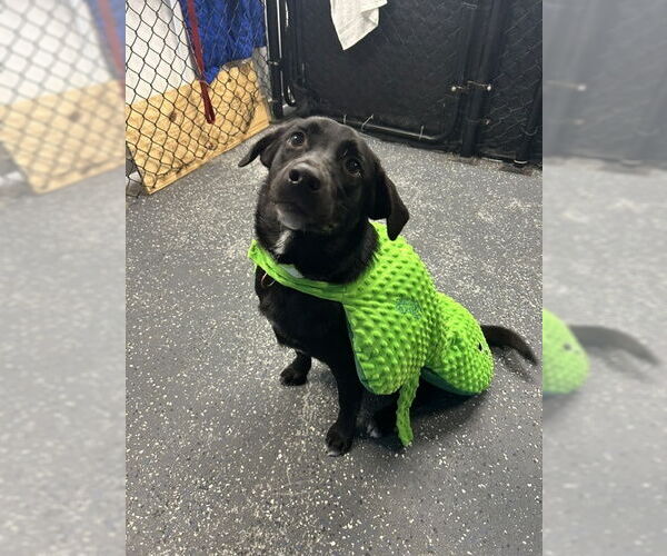 Medium Photo #16 Borador Puppy For Sale in Wakefield, RI, USA