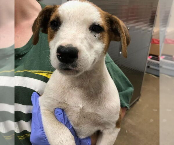 Medium Photo #1 Mutt Puppy For Sale in Yardley, PA, USA