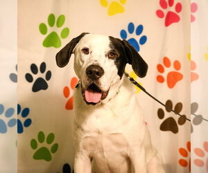 Finn - Male Mutt Dog for Adoption - Photo #6