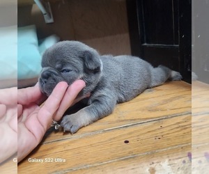 French Bulldog Puppy for sale in AFTON, WY, USA