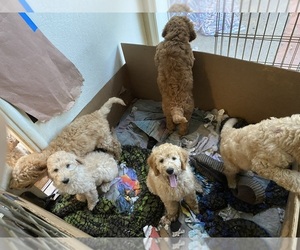 Goldendoodle Puppy for sale in CASTRO VALLEY, CA, USA