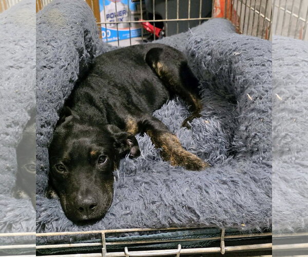 Medium Photo #3 Mutt Puppy For Sale in Brooklyn Center, MN, USA