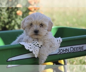ShihPoo Puppy for sale in CENTRALIA, IL, USA