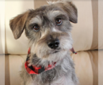 Small Photo #1 Mutt Puppy For Sale in Cranston, RI, USA