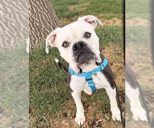 Medium Photo #2 Bulloxer Puppy For Sale in Brighton, CO, USA