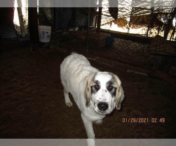 Medium Photo #20 Anatolian Shepherd-Maremma Sheepdog Mix Puppy For Sale in LECANTO, FL, USA