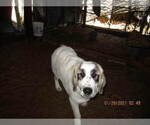 Small Photo #20 Anatolian Shepherd-Maremma Sheepdog Mix Puppy For Sale in LECANTO, FL, USA