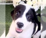 Small #6 Great Pyrenees