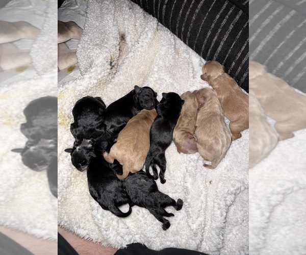 Medium Photo #2 French Bulldog-Poodle (Miniature) Mix Puppy For Sale in BERLIN, MD, USA