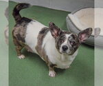 Small #3 Dachshund Mix