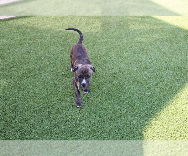 Medium Photo #3 American Pit Bull Terrier Puppy For Sale in Chestertown, MD, USA