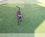 Small #2 American Pit Bull Terrier
