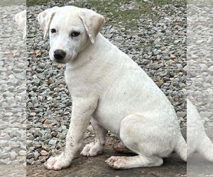 Labrador Retriever-Unknown Mix Dogs for adoption in Rockaway, NJ, USA