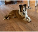 Small Photo #1 Shetland Sheepdog Puppy For Sale in FORTVILLE, IN, USA
