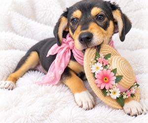 Trudy - Female Beagle-Unknown Mix Dog for Adoption - Photo #5