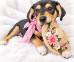 Small Photo #5 Beagle-Unknown Mix Puppy For Sale in Mt. Laurel, NJ, USA