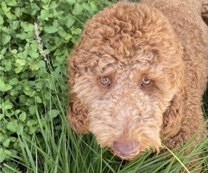 Father of the Goldendoodle puppies born on 05/02/2025