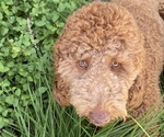 Small Photo #1 Goldendoodle Puppy For Sale in BREA, CA, USA