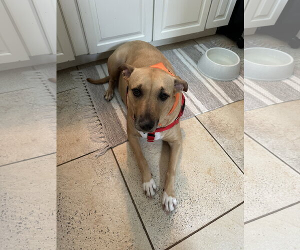 Medium Photo #2 Labrador Retriever-Unknown Mix Puppy For Sale in Plainfield, IL, USA
