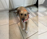 Small #1 Labrador Retriever Mix