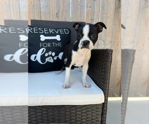 Boston Terrier Puppy for sale in PLAINFIELD, IN, USA