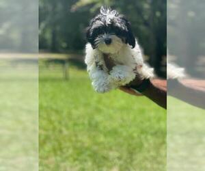 Poodle (Miniature) Dog for Adoption in HAMPTON, Georgia USA