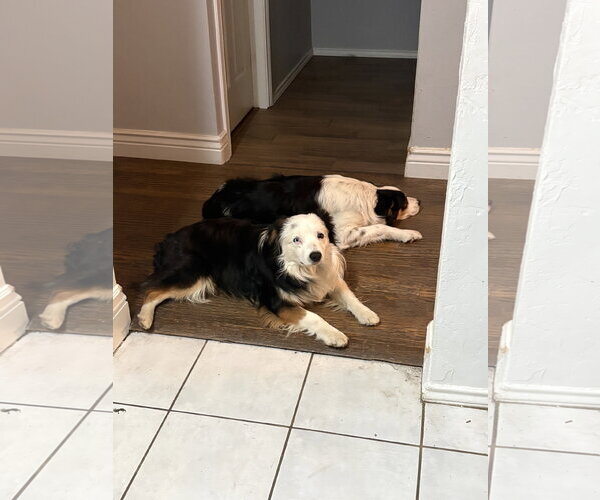 Medium Photo #7 Australian Shepherd Puppy For Sale in Dallas, TX, USA