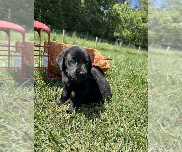 Medium Photo #4 Labrador Retriever Puppy For Sale in NEOLA, WV, USA