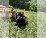 Small #3 Labrador Retriever