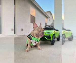 French Bulldog Puppy for sale in QUEEN CREEK, AZ, USA