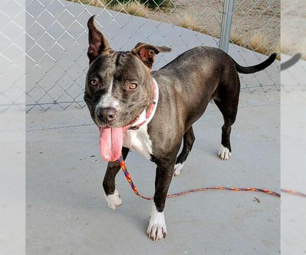 Medium Photo #2 American Pit Bull Terrier-Unknown Mix Puppy For Sale in Las Vegas, NV, USA
