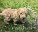 Puppy Louie Goldendoodle-Poodle (Standard) Mix