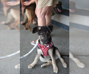 German Shepherd Dog Dogs for adoption in Modesto, CA, USA