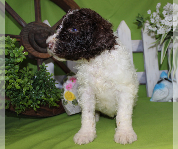 Medium Photo #1 Poodle (Standard) Puppy For Sale in CHANUTE, KS, USA