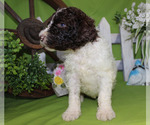 Small Photo #1 Poodle (Standard) Puppy For Sale in CHANUTE, KS, USA