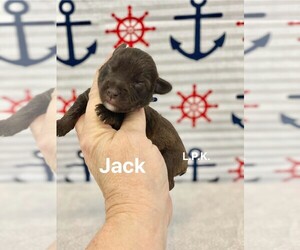 Schnauzer (Miniature) Puppy for sale in WINNSBORO, LA, USA