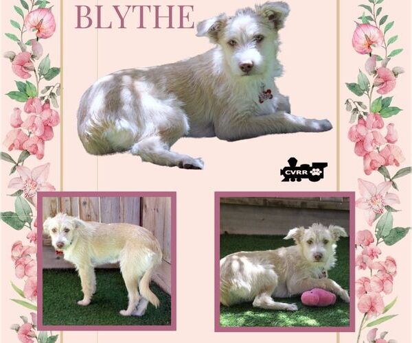 Medium Photo #1 Mutt Puppy For Sale in Lindsay, CA, USA